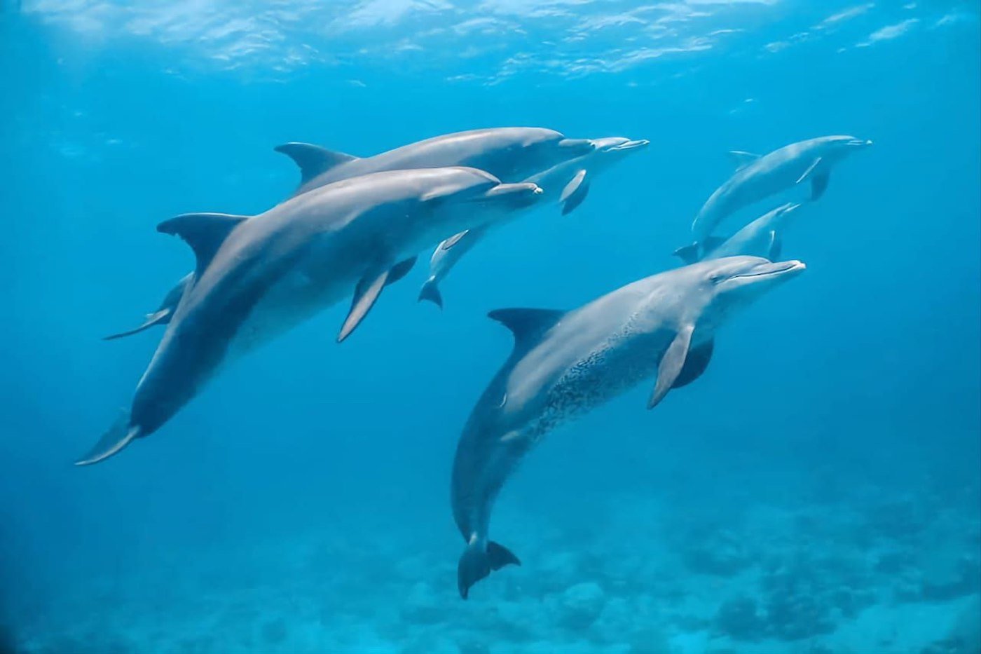 Egyptian Dream travel Red Sea
